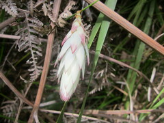 Johnsonia lupulina