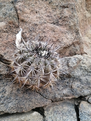 Copiapoa echinoides