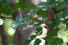 Danaus plexippus