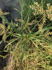 Cyperus pilosus