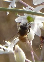 Apis mellifera