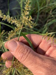 Cyperus pilosus