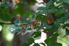 Danaus plexippus