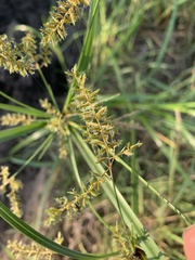 Cyperus pilosus