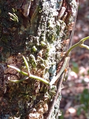 Dolichandra quadrivalvis