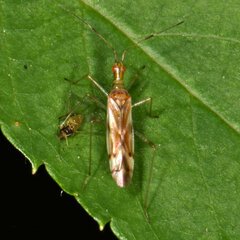 Dicyphus famelicus
