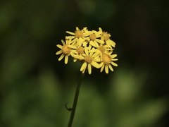 Packera schweinitziana