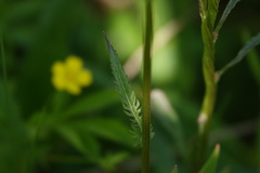 Packera schweinitziana