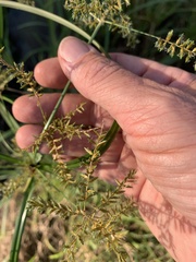 Cyperus pilosus