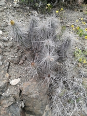 Eulychnia breviflora