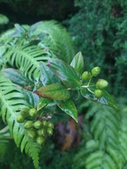 Hypericum foliosum