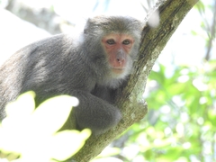 Macaca cyclopis
