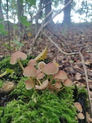 Mycena renati