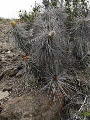 Eulychnia breviflora