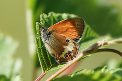 Coenonympha arcania