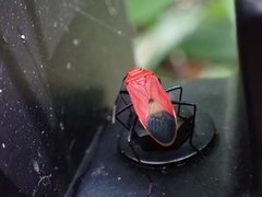 Dindymus sanguineus