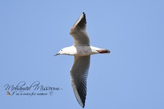 Chroicocephalus genei