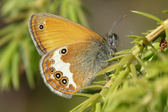 Coenonympha arcania