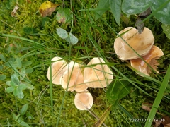 Marasmius oreades