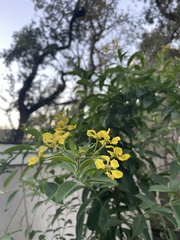 Callaeum macropterum