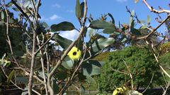 Eucalyptus preissiana