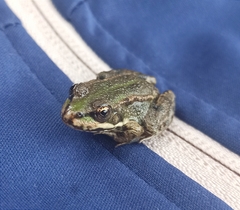Pelophylax ridibundus