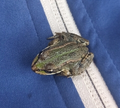 Pelophylax ridibundus