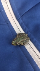 Pelophylax ridibundus