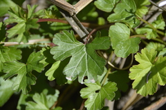Pelargonium grossularioides