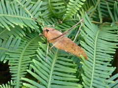 Mecopoda elongata