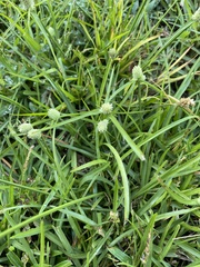 Cyperus sesquiflorus