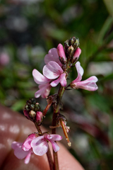 Indigofera sp16