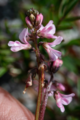 Indigofera sp16