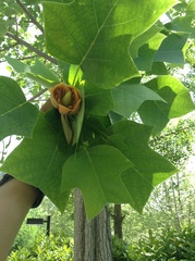 Liriodendron × sinoamericanum