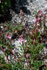Indigofera sp16