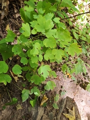 Thalictrum dioicum