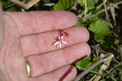 Pelargonium grossularioides