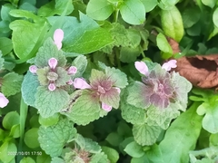 Lamium purpureum