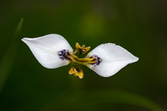 Moraea unguiculata