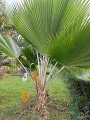 Arecaceae