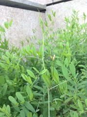 Vicia bungei