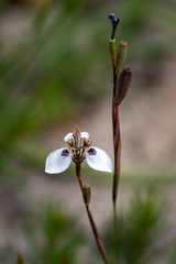Moraea unguiculata