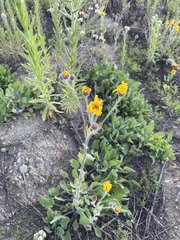 Heterotheca inuloides