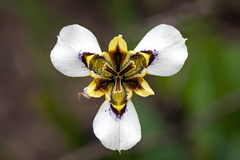Moraea lurida