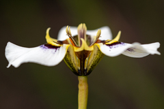 Moraea lurida