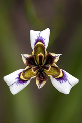 Moraea lurida