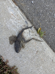 Lithobates clamitans