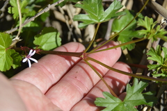Pelargonium grossularioides