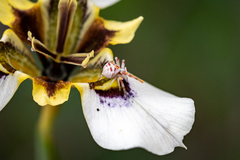 Thomisus citrinellus