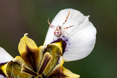 Thomisus citrinellus